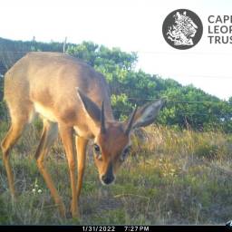 Steenbok